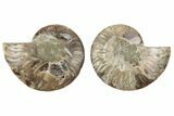 Cut & Polished, Agatized Ammonite Fossil - Crystal Pockets #191628-1